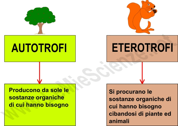 Organismi autotrofi ed eterotrofi