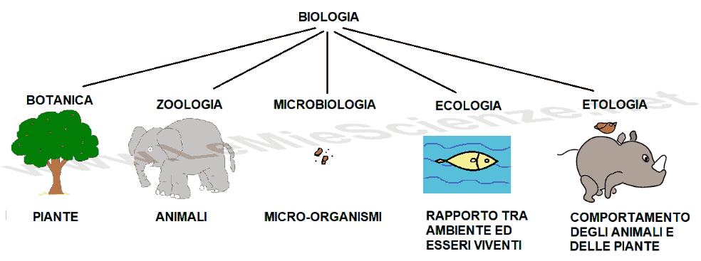 I rami della biologia
