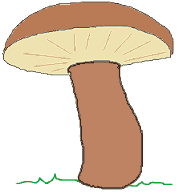 Funghi