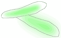 Protisti