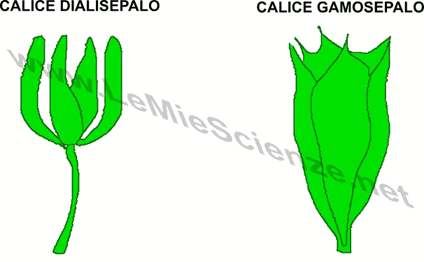 Calice dialisepalo e calice gamosepalo
