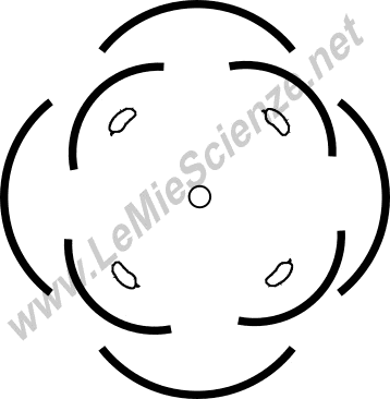 Esempio di diagramma fiorale