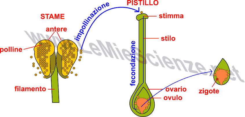 Fecondazione