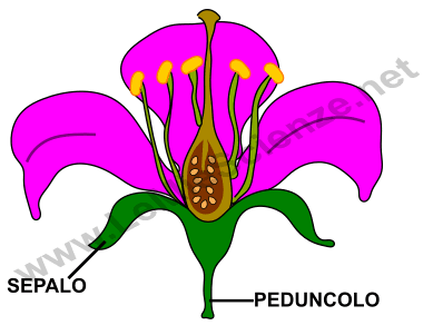 Peduncolo e sepali