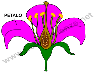 Petali