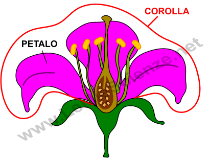 Corolla del fiore