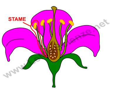 Stami