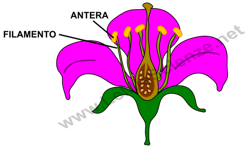 Antera