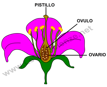 Pistillo, ovario e ovuli
