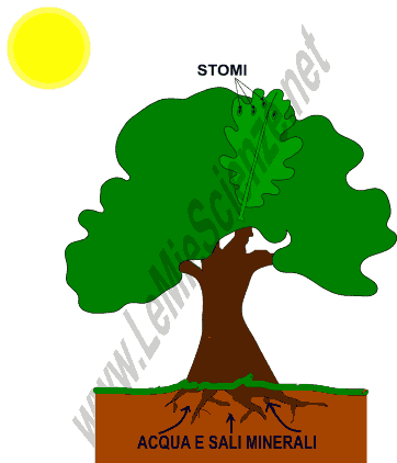 Fotosintesi clorofilliana
