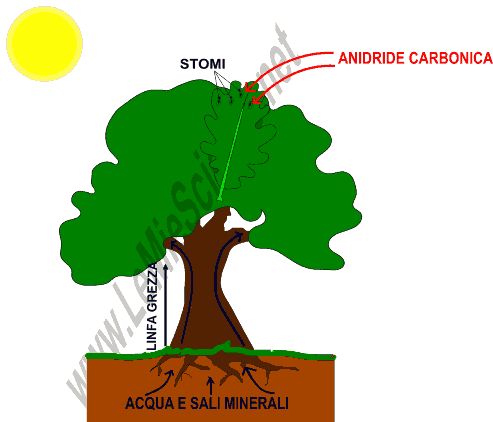 Fotosintesi clorofilliana