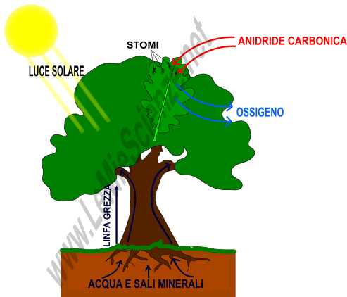 Fotosintesi clorofilliana