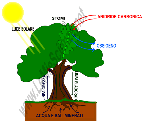 Fotosintesi clorofilliana