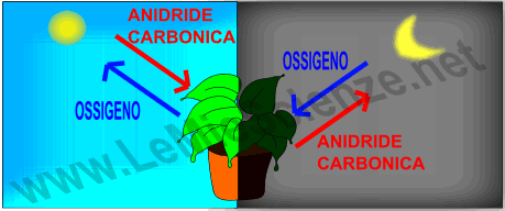 Fotosintesi clorofilliana