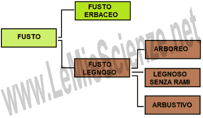 Tipi di fusto