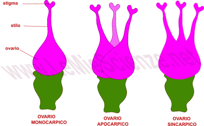 Ovario monocarpico, apocarpico, sincarpico