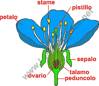 Struttura del fiore