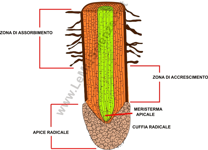 Struttura delle radici