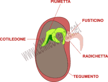 Struttura del seme
