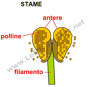 Stame