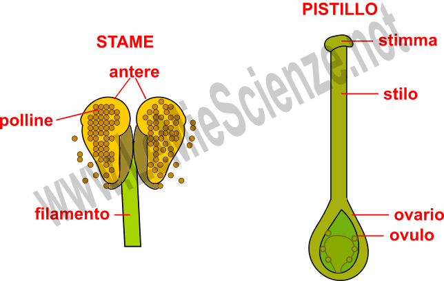 Stame e pistillo
