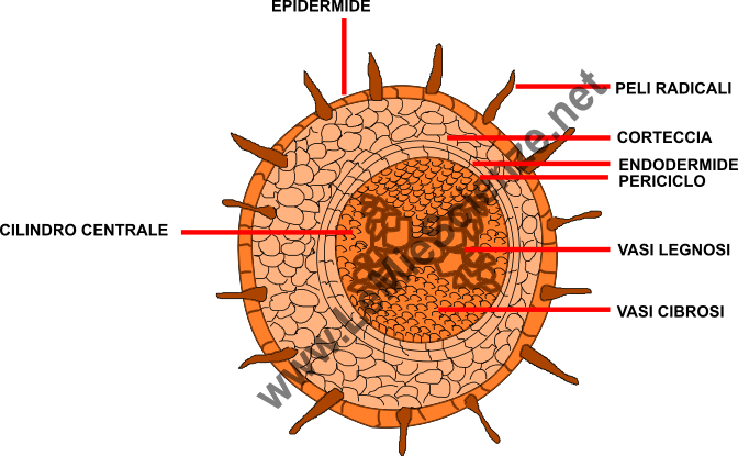 Struttura della radice