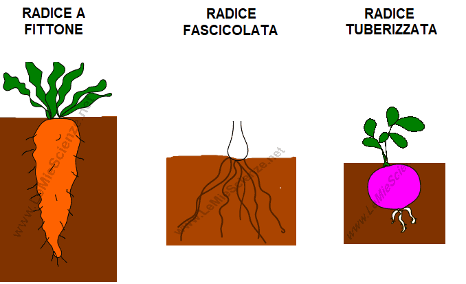 Diversi tipi di radice